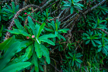 euphorbia milii in the South American jungle