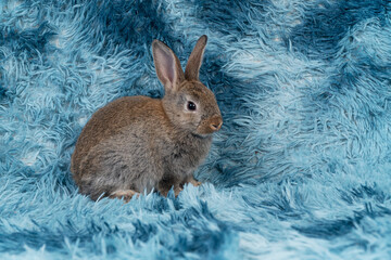 Lovely healthy baby rabbit ear bunny sitting playful on blue background. Little tiny furry brown infant bunny bright eyes rabbit watching something on carpet blue background. Easter animal pet.