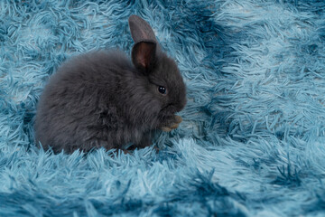 Lovely healthy baby rabbit ear bunny cleaning body sitting on blue background. Little tiny furry...