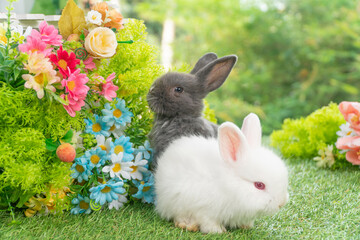 Two adorable fluffy baby bunny rabbit sitting playful together on green grass flowers over bokeh...