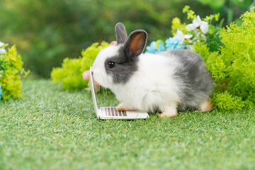 Tiny cuddly rabbit bunny with small laptop sitting on the green grass. Lovely white black baby...