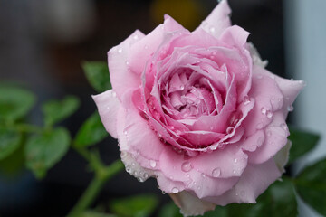 Affection lovely pink rose blooming flower drops water on tree plant green leaf blur background. Charming bloom beautiful pink romance flora roses in garden nature background.Symbol love valentine day