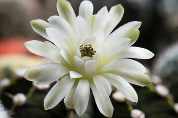 Blossom gymnocalycium flower succulent on spring natural background. Beautiful small cactus flower blooming in house plant nature green background. White floral bloom gymnocalycium cactus succulent
