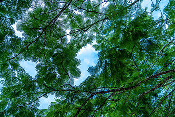 schizolobium tree in the South American jungle