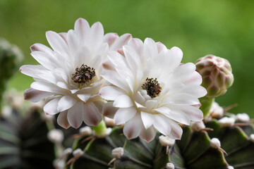 Blossom gymnocalycium flower succulent on spring natural background. Beautiful small cactus flower blooming in house plant nature green background. White floral bloom gymnocalycium cactus succulent