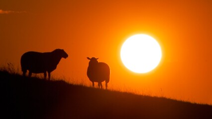 silhouette of a sheep in the sunset