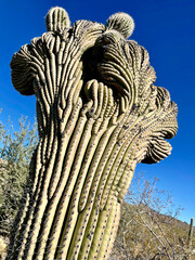 Saguaro Cactus in Close Up detail