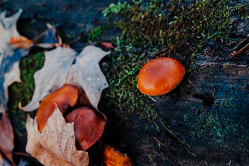 mushroom on a mossy log