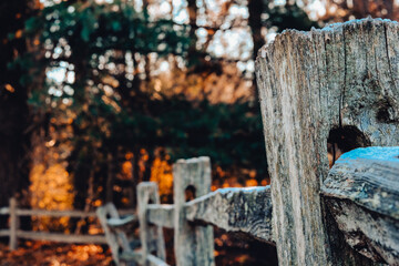 rustic fence by the woods
