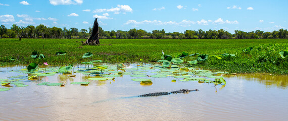 Kakadu Large Saltwater Crocodile © Downunderphoto