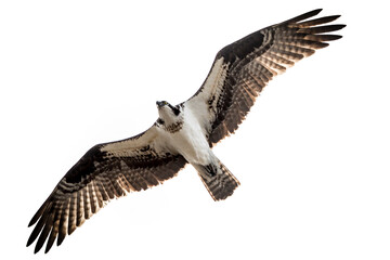 osprey in flight