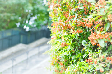 leaves in the garden