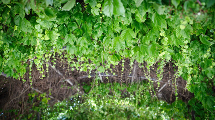 green grass background