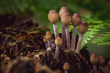 Macro of a cluster of Toadstools
