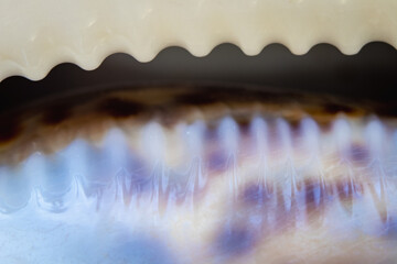 A Macro Shot of edge of Tiger Conch Shell
