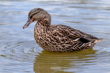 A Female Mallard on a Lake