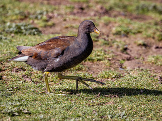 Young Moorhen