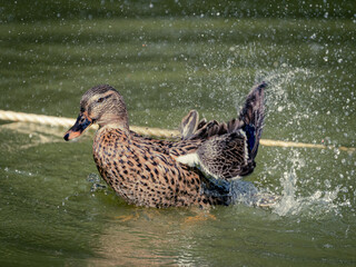 Female Mallard Duck Splashing water