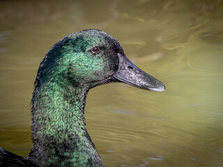 Mallard Closeup