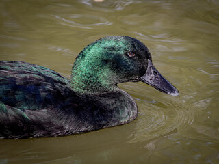 A Close Up of a Male Mallard