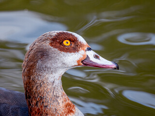 The bright yellow eye of the Egyptian Goose