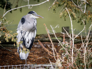 A Grey Heron standing on one leg