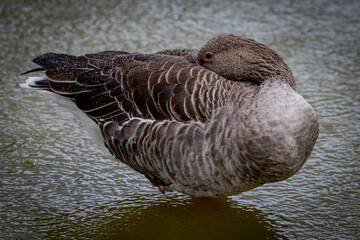 A Canadian Goose settling in for a rainy day