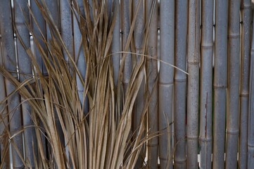 Dry palm frond against old bamboo wall