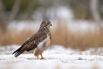 Myszołów zwyczajny (Buteo buteo)