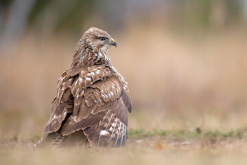 Myszołów zwyczajny (Buteo buteo)