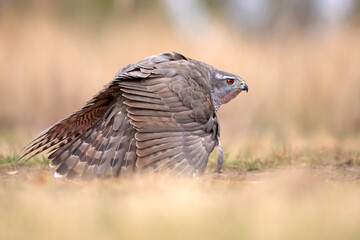 Jastrząb (Accipiter gentilis)