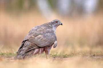 Jastrząb (Accipiter gentilis)