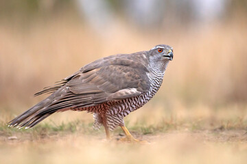 Jastrząb (Accipiter gentilis)