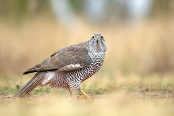 Jastrząb (Accipiter gentilis)