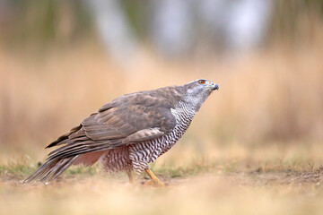 Jastrząb (Accipiter gentilis)