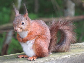squirrel are, backyardwildlife, squirrelfriends, greysquirrel, babysquirrel, squirrellover, squirell, redsquirrel, squirrels, squirrel, squirrelsofinstagram, squirrellove, wildlife, nature, squirrelli