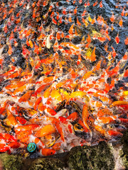 A large group of koi are eating food brought by tourists.thailand