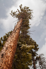 Pine Tree in Rocky Mountain National Park, Colorado
