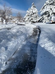 Snowy Suburban Sidewalk with Pine Trees in Colorado