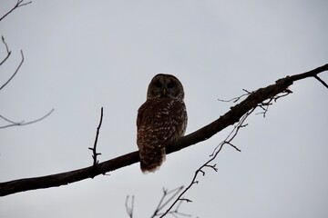 Conspicuous Owl Lurking in a Tree 