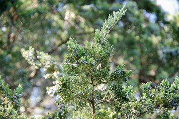 Juniper Berry and Christmas Greens