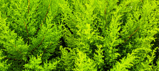 Christmas background with snowy white tree