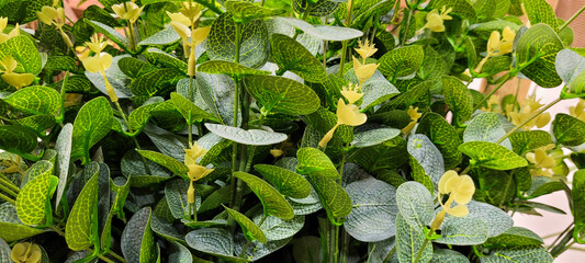 large green leaves of plant