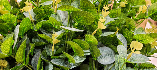 large green leaves of plant © BRUNA