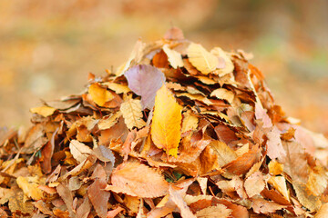 落ち葉の山　紅葉の秋イメージ公園風景