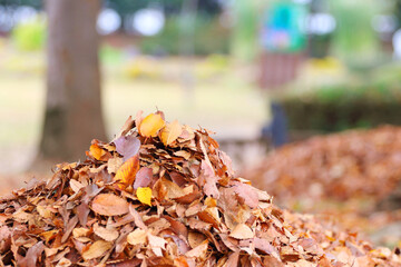 落ち葉の山　紅葉の秋イメージ公園風景