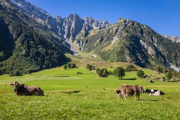 Fototapeta na wymiar Alpine cows in Engadine valley, Swiss Alps, Switzerland