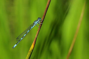 L'Agrion de mercure © jeanMichel