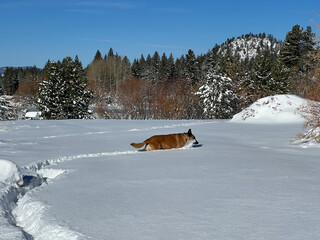 Dog Walking through deep snow on the Lam Watah Nature Trail at Lake Tahoe in Nevada