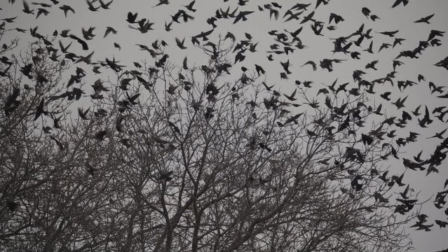 Low angle view of starling birds flying and landing on tree branches / Provo, Utah, United States
